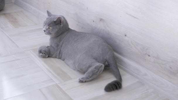 Young Groomed British Gray Domestic Cat Monitorea activamente el movimiento de objetos. 4K — Vídeos de Stock