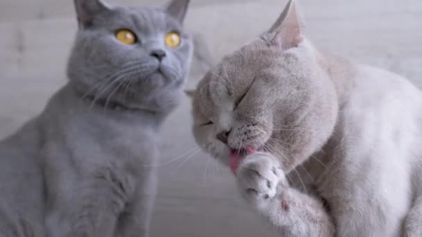 Scottish Gray Thoroughbred Cat Washes, Licks Paw with Tongue (en inglés). 4K — Vídeo de stock