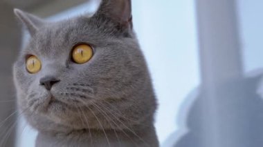 Gray British Cat Domestic Monitors the Movement. 4K