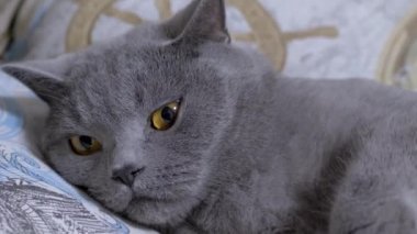 Gray British Domestic Cat with Brown Eyes Falling Asleep on the Bed. Zoom