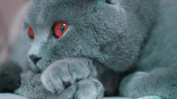 Wary Gaze of British Gray Cat with Red Eyes (em inglês). Close-up. 4K — Vídeo de Stock