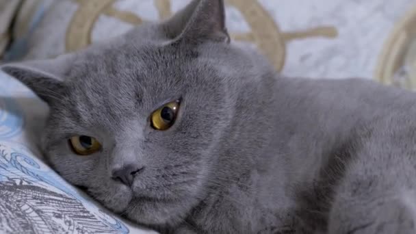 Chat domestique britannique gris aux yeux bruns tombant endormi sur le lit. Zoom — Video