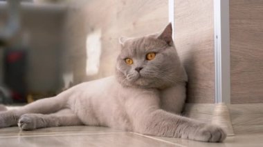 Tembel İngiliz Gri Ev Kedisi Büyük Kahverengi Gözleriyle Bir Yerde Dinleniyor