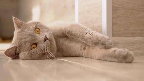 Cansado, juguetón, gris gato británico doméstico yace en el suelo. 4K — Vídeos de Stock