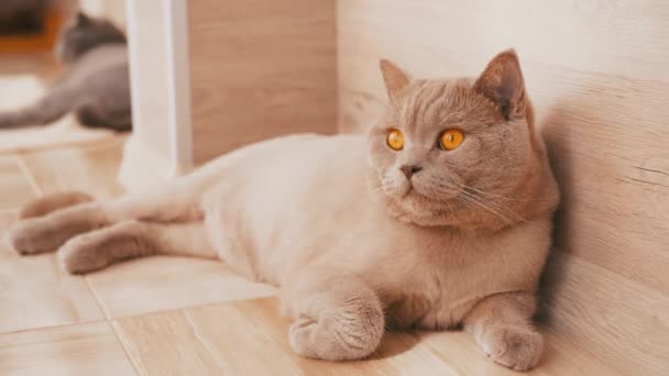Lazy British Gray Home Cat with Large Brown Eyes ligger på ett golv. 4K — Stockvideo
