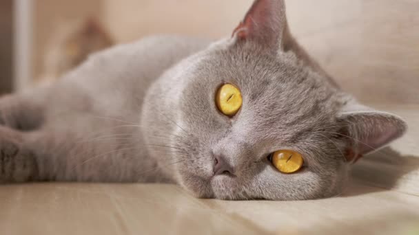 Yalancı İngiliz Gri Kedisinin Güzel Yüzü Açık Kahverengi Gözleriyle Yerde — Stok video