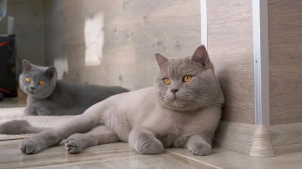 Dwa brytyjskie szare koty z dużymi brązowymi oczami spoczywają na podłodze — Wideo stockowe