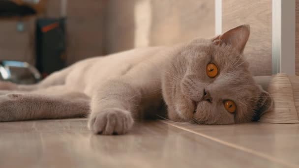 Pigro gatto domestico grigio britannico con grandi occhi marroni sta riposando su un pavimento. Zoom — Video Stock