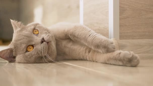 Zmęczony, zabawny, szary domowy brytyjski kot leży na podłodze. 4K — Wideo stockowe