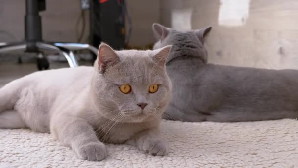 Deux chats gris britanniques aux grands yeux bruns reposent sur un tapis de laine — Video