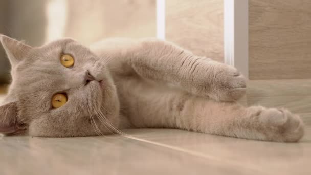 Stanco, giocoso, grigio domestico gatto britannico si trova sul pavimento. Zoom — Video Stock