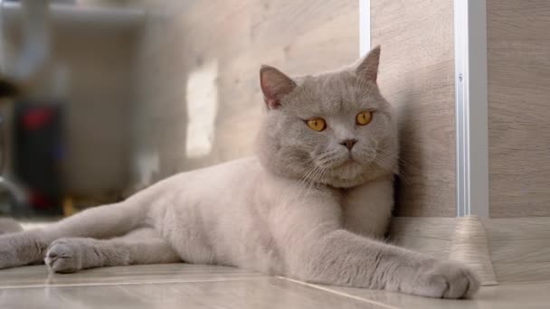 Lazy British Gray Home Cat con grandes ojos marrones está descansando en un piso — Vídeos de Stock