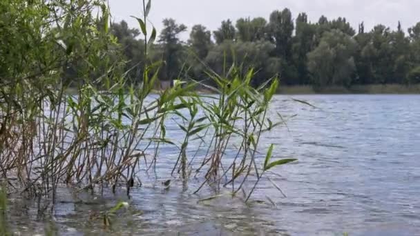 Young Green Reeds Crescer no rio, na água. 4K. Fechar. — Vídeo de Stock