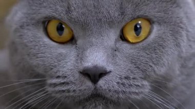 Büyük Kahverengi Gözlü İngiliz Gri Evcil Kedisinin Ağzı Kameraya Bakıyor