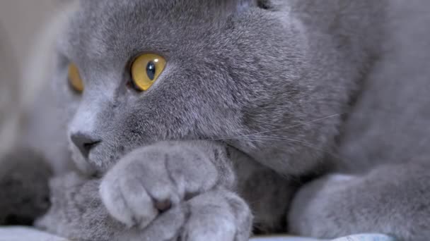 Mirada cautelosa del gato gris británico con ojos marrones. Primer plano. 4K — Vídeo de stock