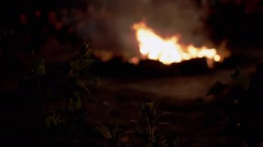 Ormandaki Yeşil Bitkilerin Arkaplanına Karşı Bir Gece Ateşinin Bulanık Ateşi