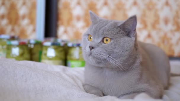 Šedá skotská domácí kočka odpočívá na přikrývce, ostražitě se dívá do kamery — Stock video