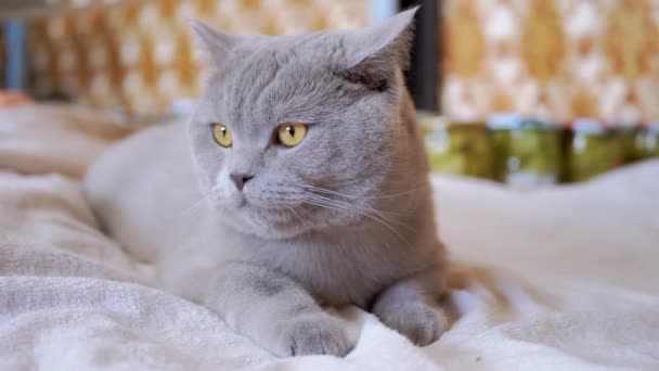 Gatto domestico scozzese grigio sta riposando sulla coperta, guardando il movimento di oggetti — Video Stock