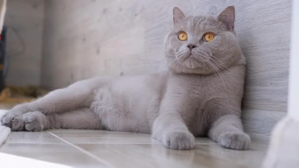 Gato doméstico escocês cinzento está descansando no chão, observando o movimento de objeto — Vídeo de Stock