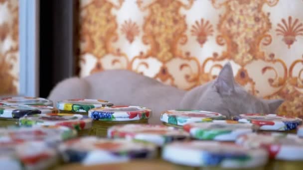 Playful Gray British Home Cat Hides Behind Glass Preserving Jars. Zoom. Close up — Stock Video