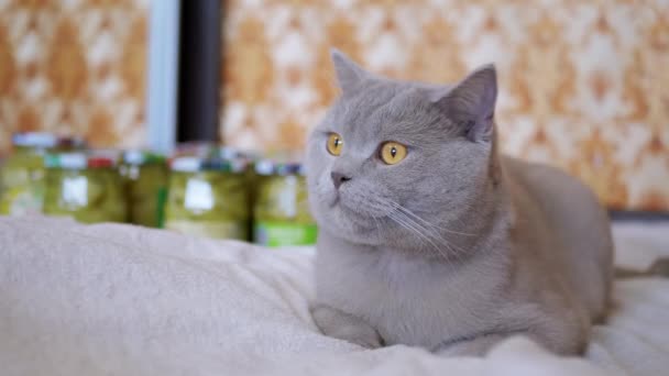 Gray Scottish Domestic Cat se repose sur une couverture, regardant Warily à huis clos. 4K — Video