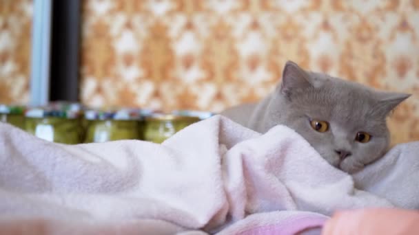 Scottish Domestic Cat está buscando un lugar en una manta para descansar. 4K. Acercaos. — Vídeo de stock
