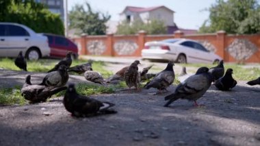 Aç, korkmuş güvercinler Yard 'da yiyecek arıyor Uçuyor, kanat çırpıyor