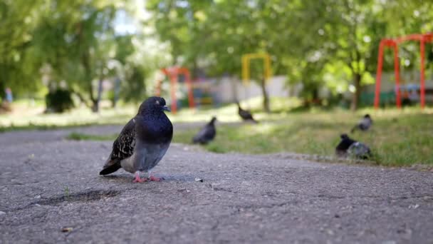 Lone fat Street Dove Stands on Asphalt, regarde au loin dans la cour — Video