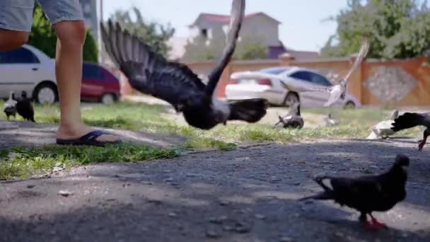 Niño persigue a palomas hambrientas de la calle en el patio, y palomas corren y huyen — Vídeo de stock