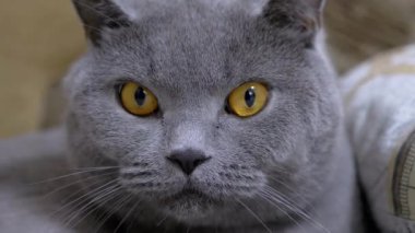 Büyük Kahverengi Gözlü İngiliz Gri Evcil Kedisinin Ağzı Kameraya Bakıyor