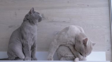 İskoç Gri Safkan Kedi Yıkama, Dilli Pençe Yalama. 4K