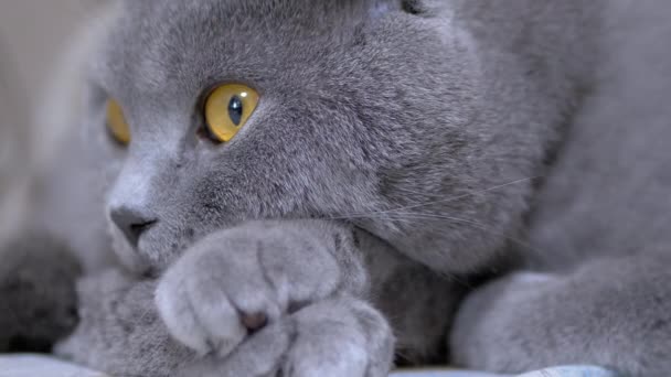 Trauriger Blick der Britischen Grauen Katze mit braunen Augen. Nahaufnahme. 4K — Stockvideo