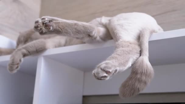 Poderosas patas de um gato britânico doméstico cinza dormindo em uma prateleira. 4K — Vídeo de Stock