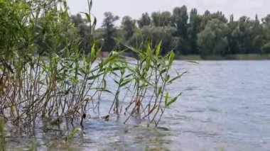 Genç Yeşil Sazlıklar nehirde, suyun üstünde büyür. 4K