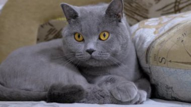 Genç İngiliz Gri Ev Kedisi Yatağında Uzanıyor, Nesne Hareketini Aktif İzliyor. 4K