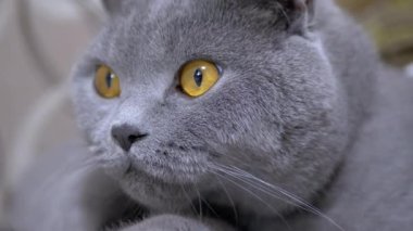 Kahverengi Gözlü İngiliz Gri Kedisinin İhtiyatlı Bakışı. Yakın plan. 4K