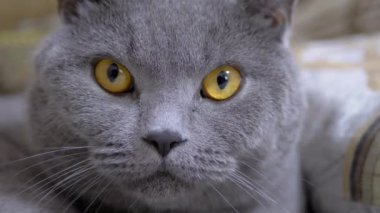Büyük Kahverengi Gözlü İngiliz Gri Evcil Kedisinin Ağzı Kameraya Bakıyor