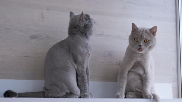 웃기는 회색 스코틀랜드 고양이가 혀를 내밀었다. 4K — 비디오