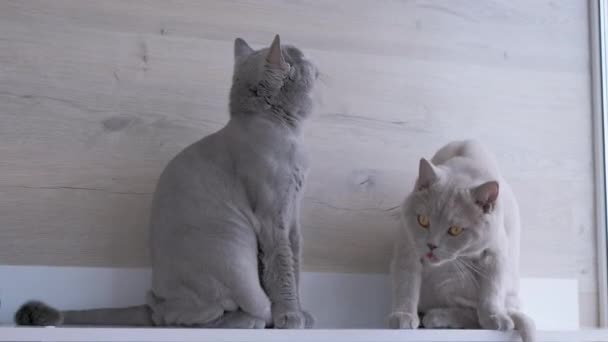 Śmieszny Szary Szkocki Kot Wystający Z Języka, Lizał Wargi. 4K — Wideo stockowe