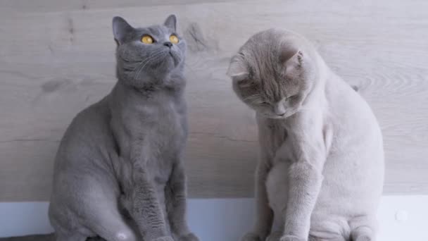 Vtipná šedá skotská kočka vyplázla jazyk, olízané rty. Přiblížení — Stock video