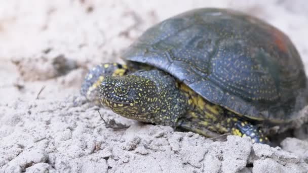 European Pond Turtle Crawls along Sandy Bank of River. Slow motion — Stock Video