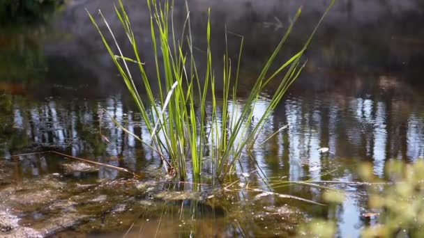 Schöne grüne junge Schilfpflanzen wachsen auf dem Wasser im Teich. Zeitlupe — Stockvideo