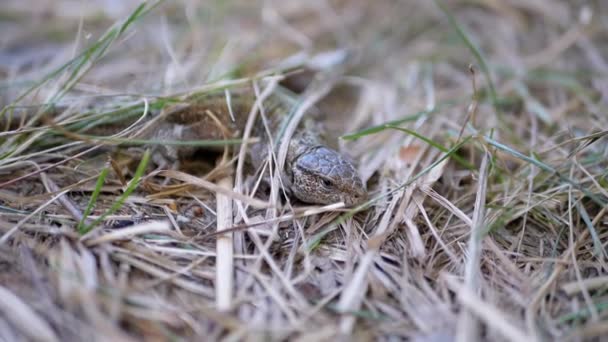 Lagarto verde europeo Lacerta Viridis Hid in Dry Grass in the Forest. De cerca. — Vídeo de stock