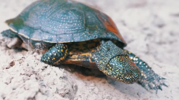 European Pond Turtle Crawls уздовж Сенді-Бенк річки. Повільний рух — стокове відео