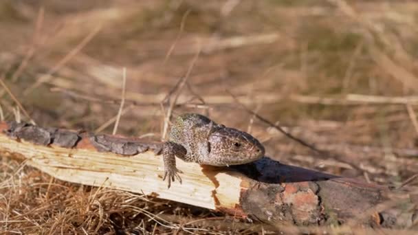 Le lézard vert d'Europe est assis sur une bille dans une forêt de feuillus. 4K — Video