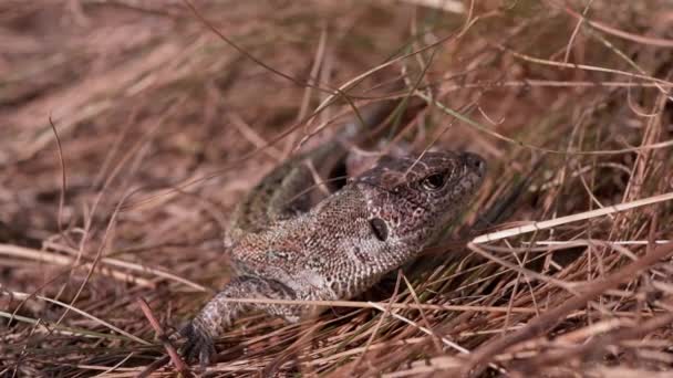 Die Europäische Grüne Eidechse versteckt sich in trockenem Gras im Wald. 4K — Stockvideo