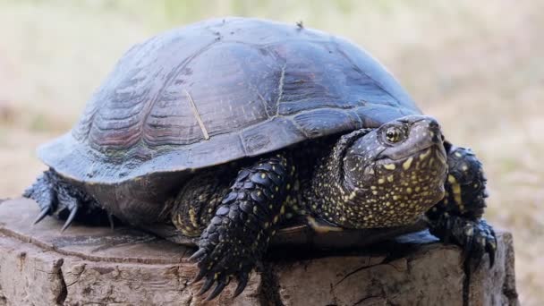 European Pond Turtle Sits on a Tree Stump in Forest. Zooma in. Närbild — Stockvideo