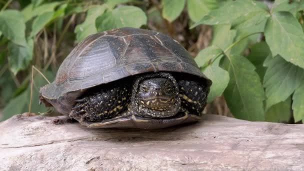 European Pond Turtle zit op Dry Log in Deciduous Forest. 4K. Sluiten. — Stockvideo