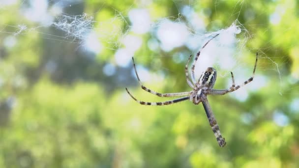 Wasp Spider Sits in a Web Waiting for Prey. Zoom. Close up. Slow motion — Stock Video