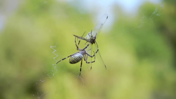 Голодный паук-оса съедает в паутине пойманную стрекозу. Закрывай. Медленное движение — стоковое видео
